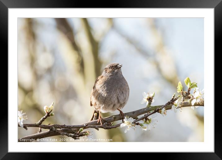 Dunnock perched on branch in blossom Framed Mounted Print by Chris Rabe
