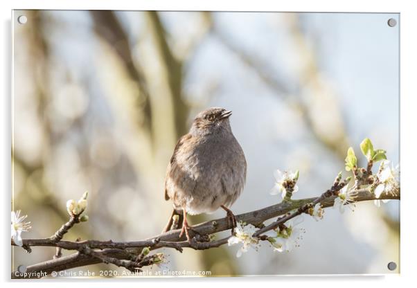 Dunnock perched on branch in blossom Acrylic by Chris Rabe