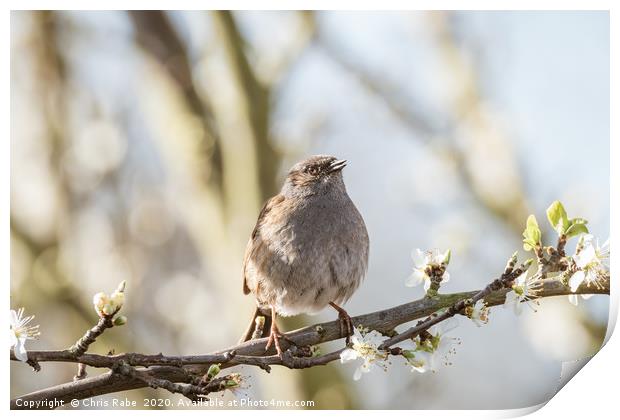 Dunnock perched on branch in blossom Print by Chris Rabe