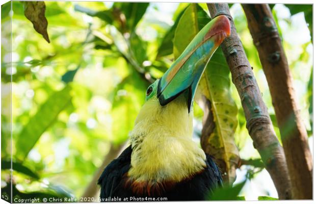 Keel-billed Toucan close-up portrait Canvas Print by Chris Rabe
