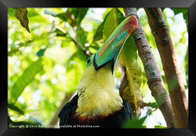 Keel-billed Toucan close-up portrait Framed Print by Chris Rabe