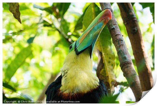 Keel-billed Toucan close-up portrait Print by Chris Rabe