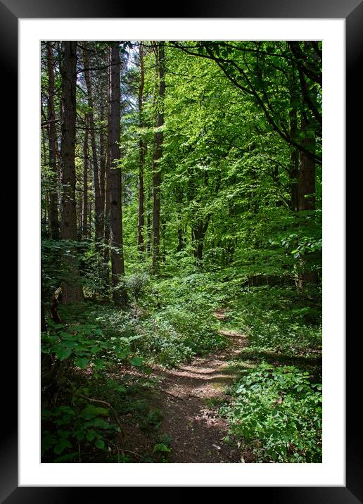 Beamish Woodland Pathway Framed Mounted Print by Rob Cole