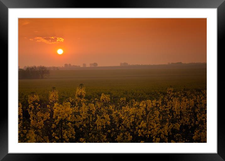 Sunrise over a field of rape Framed Mounted Print by Stephen Mole