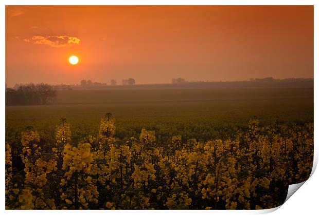 Sunrise over a field of rape Print by Stephen Mole