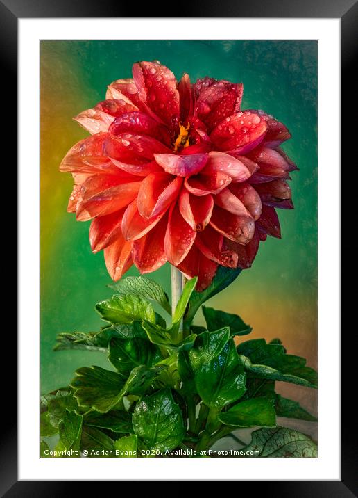 The Dahlia  Framed Mounted Print by Adrian Evans