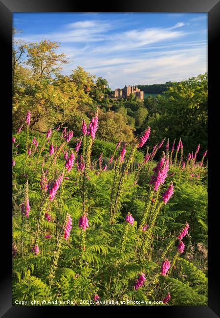 Fox Gloves at Dunster Framed Print by Andrew Ray