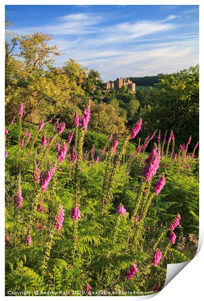 Fox Gloves at Dunster Print by Andrew Ray