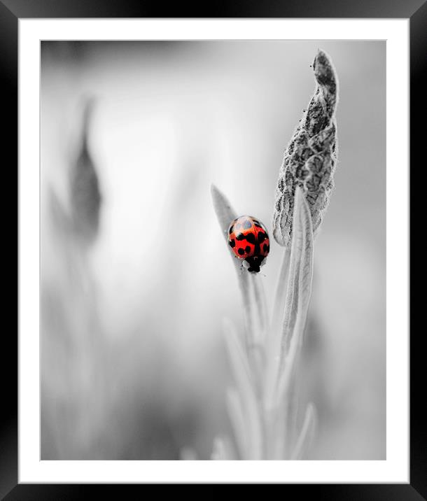 Harlequin Ladybird on B&W Framed Mounted Print by Louise Godwin