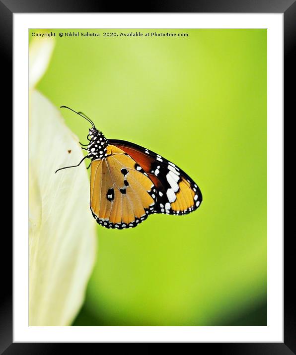 Plain Tiger Butteryfly Framed Mounted Print by Nik Photonik