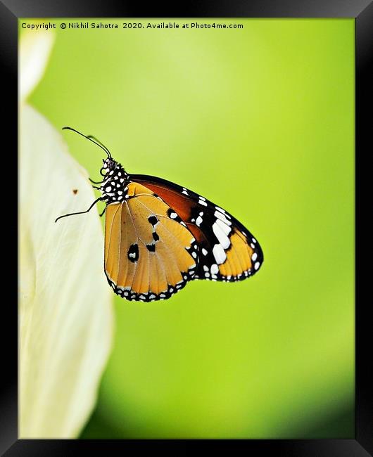Plain Tiger Butteryfly Framed Print by Nik Photonik