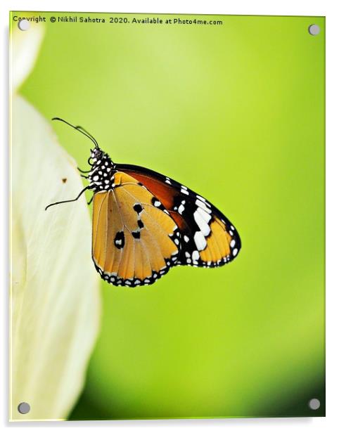 Plain Tiger Butteryfly Acrylic by Nik Photonik