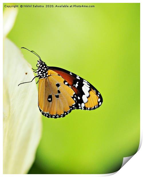 Plain Tiger Butteryfly Print by Nik Photonik