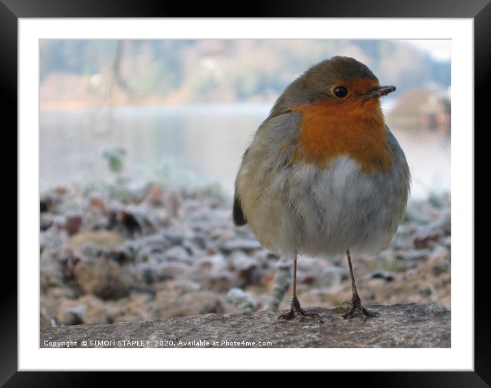 FROSTY MORNING ROBIN Framed Mounted Print by SIMON STAPLEY