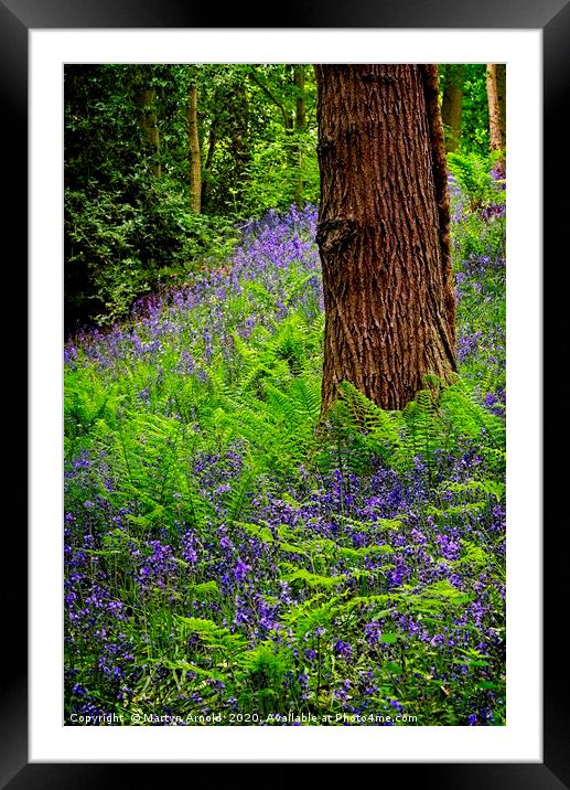 Durham Bluebell Wood 2020 Framed Mounted Print by Martyn Arnold