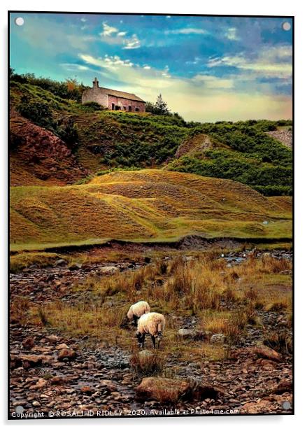 "Sheep Grazing at Bollihope" Acrylic by ROS RIDLEY