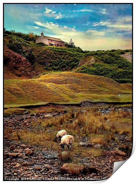 "Sheep Grazing at Bollihope" Print by ROS RIDLEY