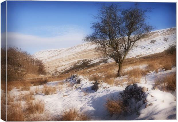 WINTER HAWTHORN Canvas Print by Anthony R Dudley (LRPS)