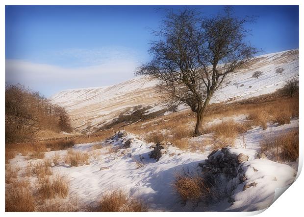 WINTER HAWTHORN Print by Anthony R Dudley (LRPS)
