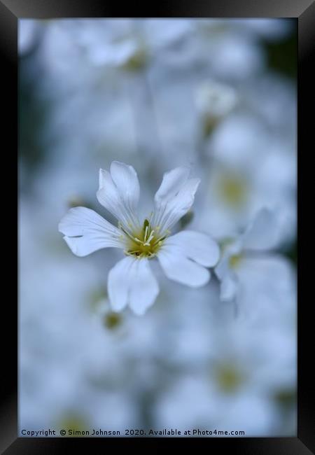 alpine  Flower Cerastium tomentosum Framed Print by Simon Johnson