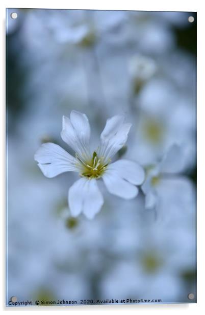 alpine  Flower Cerastium tomentosum Acrylic by Simon Johnson