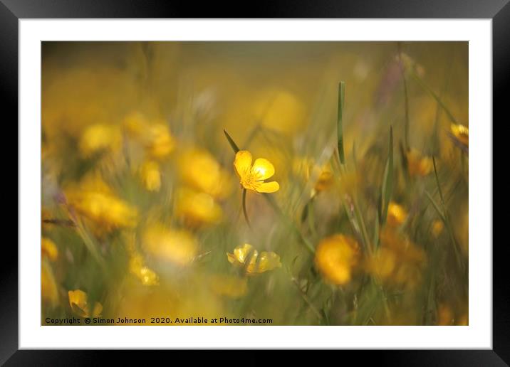 Buttercups in weild flower meadow Framed Mounted Print by Simon Johnson