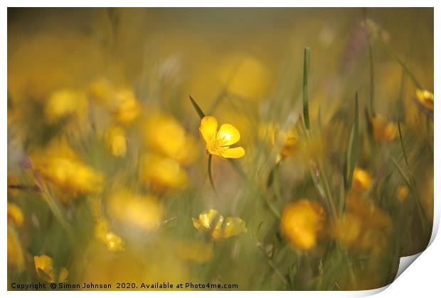 Buttercups in weild flower meadow Print by Simon Johnson