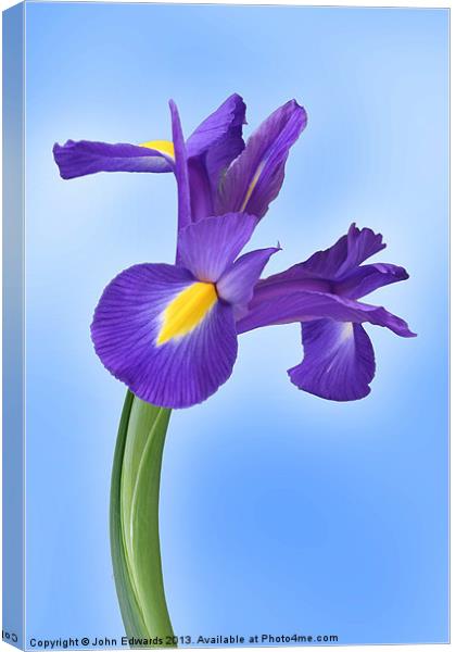 Iris reticulata Harmony Canvas Print by John Edwards