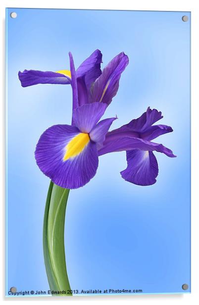 Iris reticulata Harmony Acrylic by John Edwards