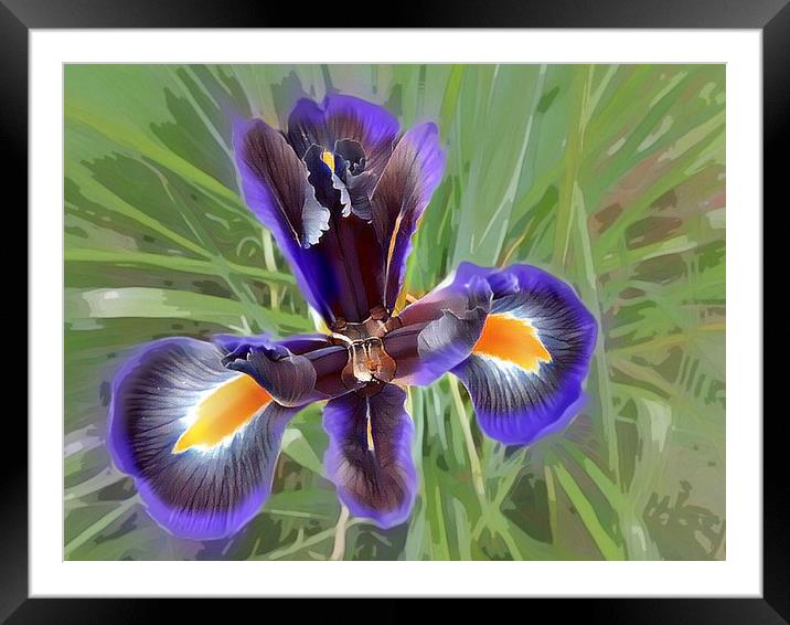 Majestic Purple Iris Framed Mounted Print by Beryl Curran