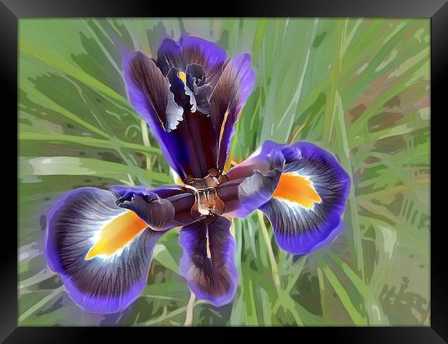 Majestic Purple Iris Framed Print by Beryl Curran