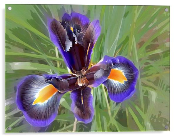 Majestic Purple Iris Acrylic by Beryl Curran