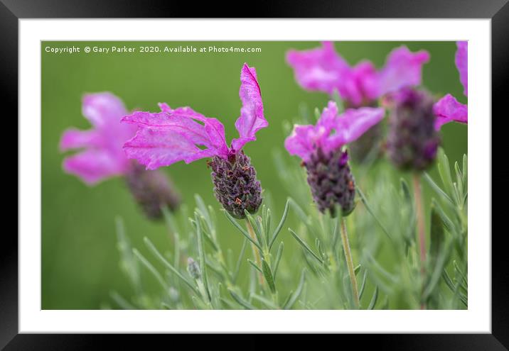 Lavender flower in bloom Framed Mounted Print by Gary Parker