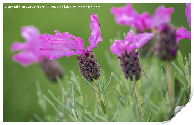 Lavender flower in bloom Print by Gary Parker