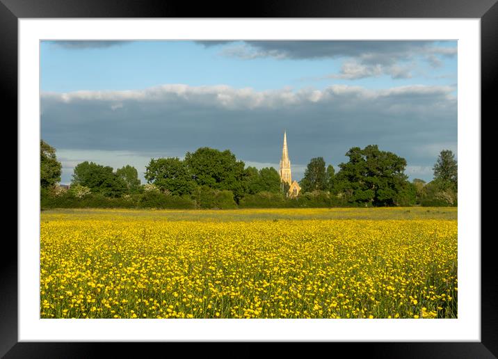 Buttercups  Framed Mounted Print by David Wall