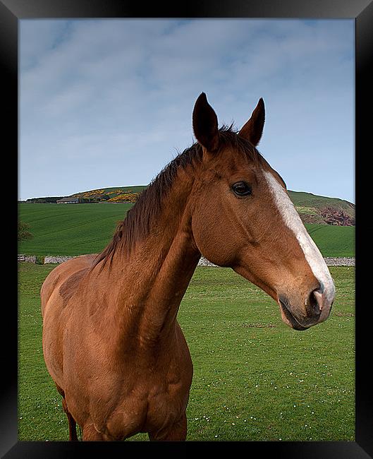 Horse Framed Print by Keith Thorburn EFIAP/b