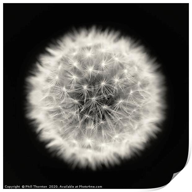 Isolated Dandelion seed head on a black background Print by Phill Thornton