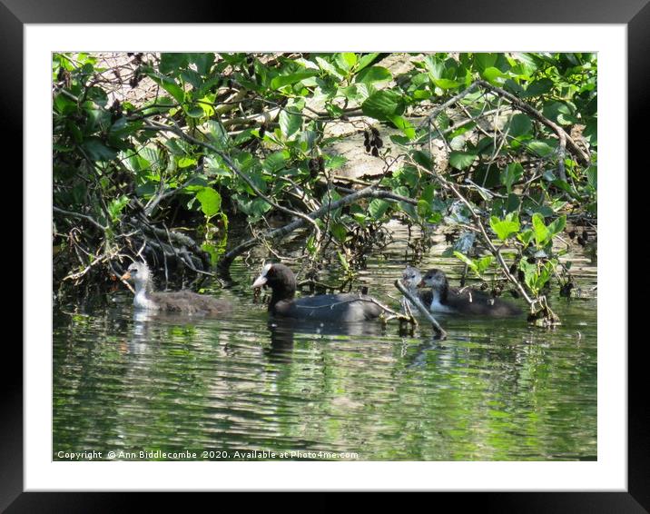 coot family out for a swim Framed Mounted Print by Ann Biddlecombe