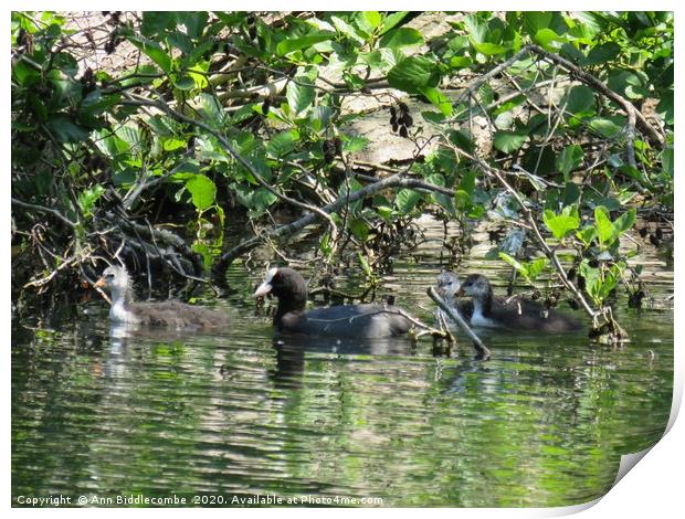 coot family out for a swim Print by Ann Biddlecombe