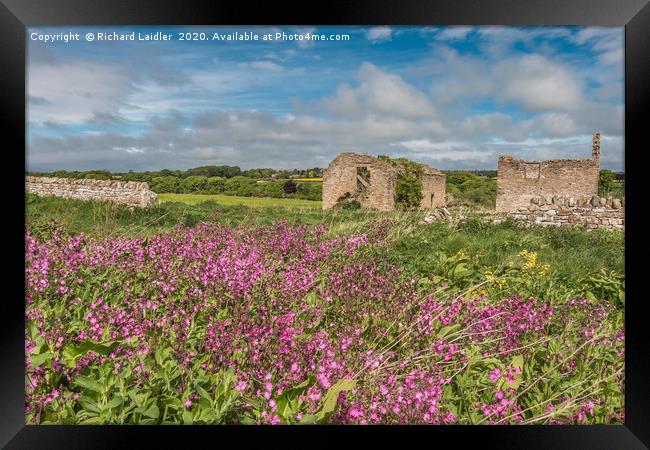 Ruined Barns and Red Campion Framed Print by Richard Laidler