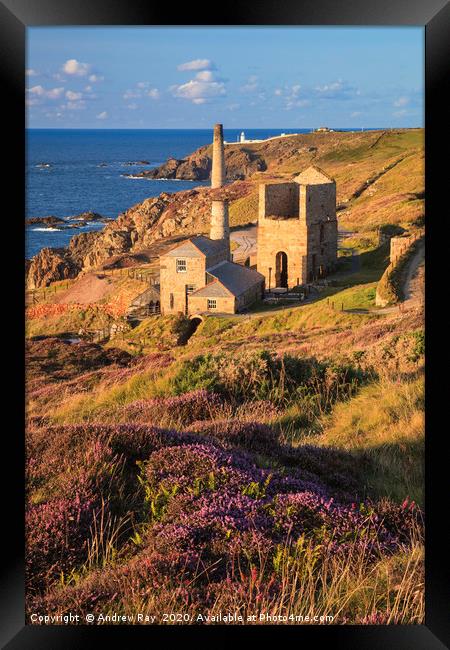Heather at Levant Framed Print by Andrew Ray