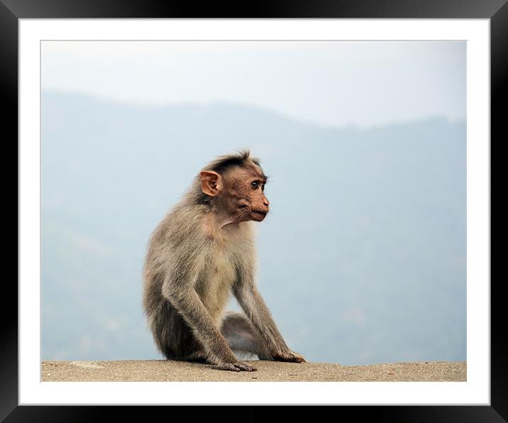 monkey 6 Framed Mounted Print by Hassan Najmy