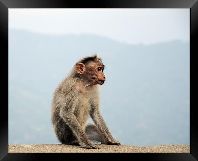 monkey 6 Framed Print by Hassan Najmy