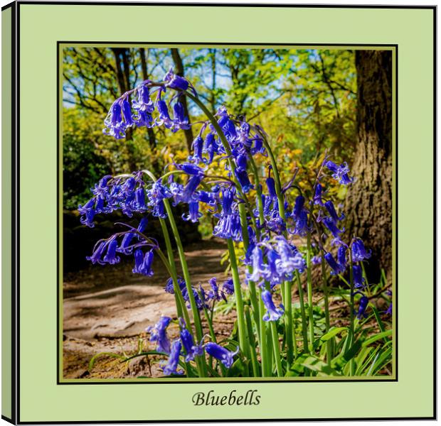 Bluebells Canvas Print by Colin Metcalf