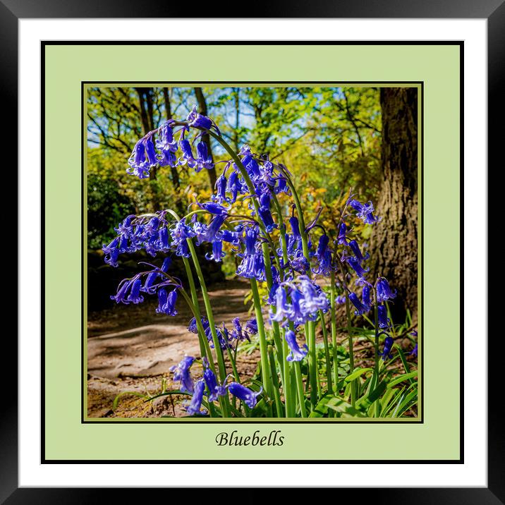 Bluebells Framed Mounted Print by Colin Metcalf