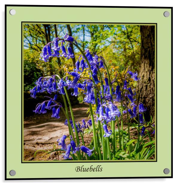 Bluebells Acrylic by Colin Metcalf