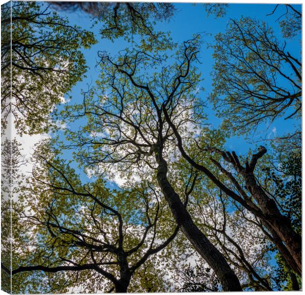 Tree Canopy Canvas Print by Colin Metcalf