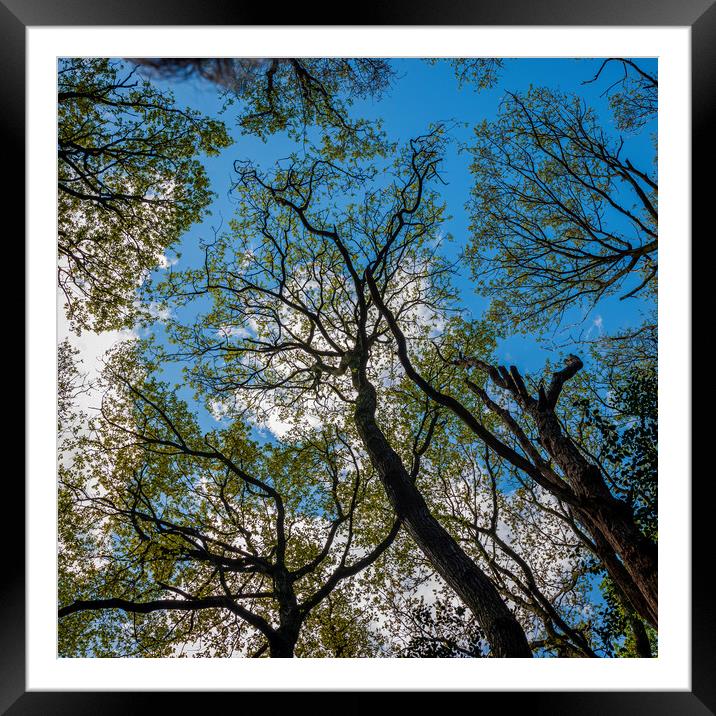 Tree Canopy Framed Mounted Print by Colin Metcalf
