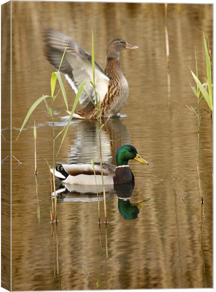 REFLECTIONS IN THE POND Canvas Print by Anthony R Dudley (LRPS)