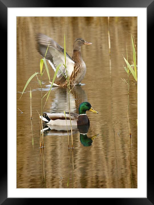 REFLECTIONS IN THE POND Framed Mounted Print by Anthony R Dudley (LRPS)